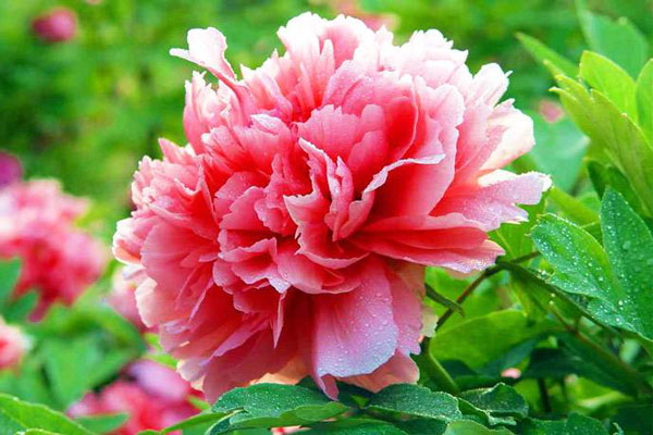 牡丹花开 牡丹花开